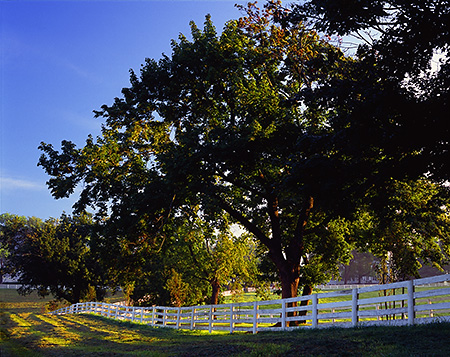 Albemarle County Farm in Early Morning, VA